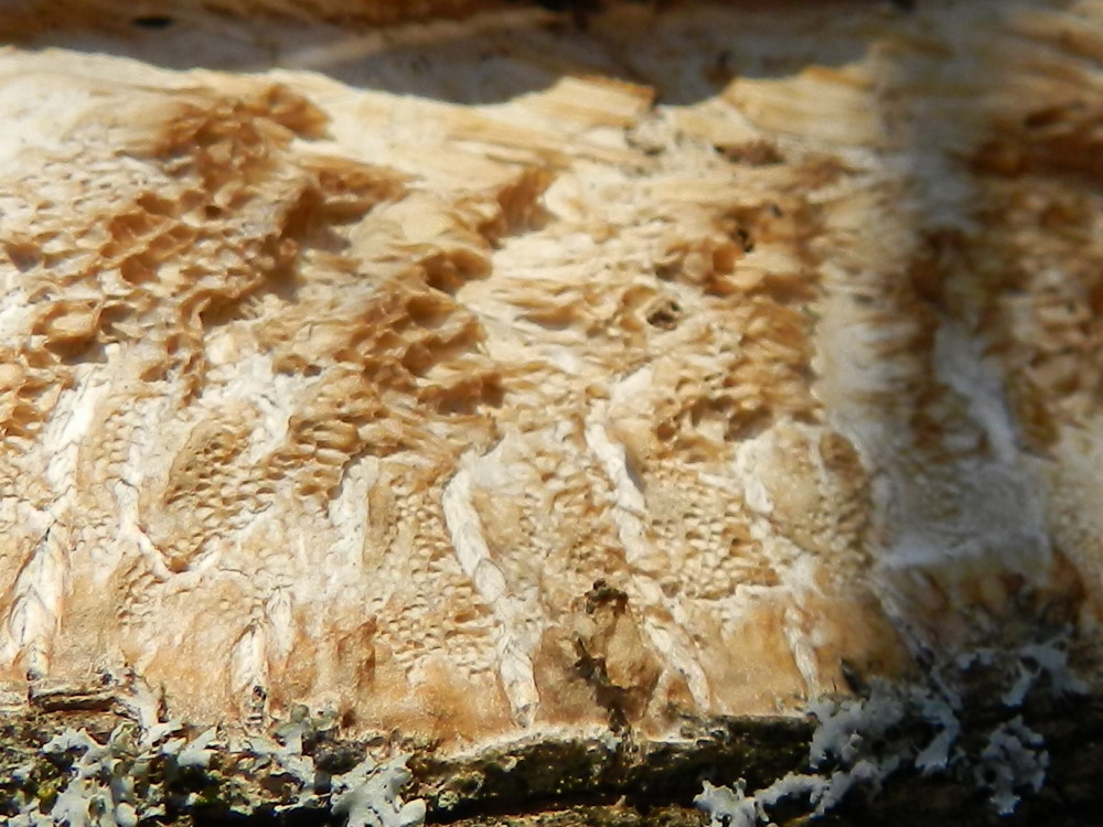Schizopora sp.?? (Oxyporus corticola)